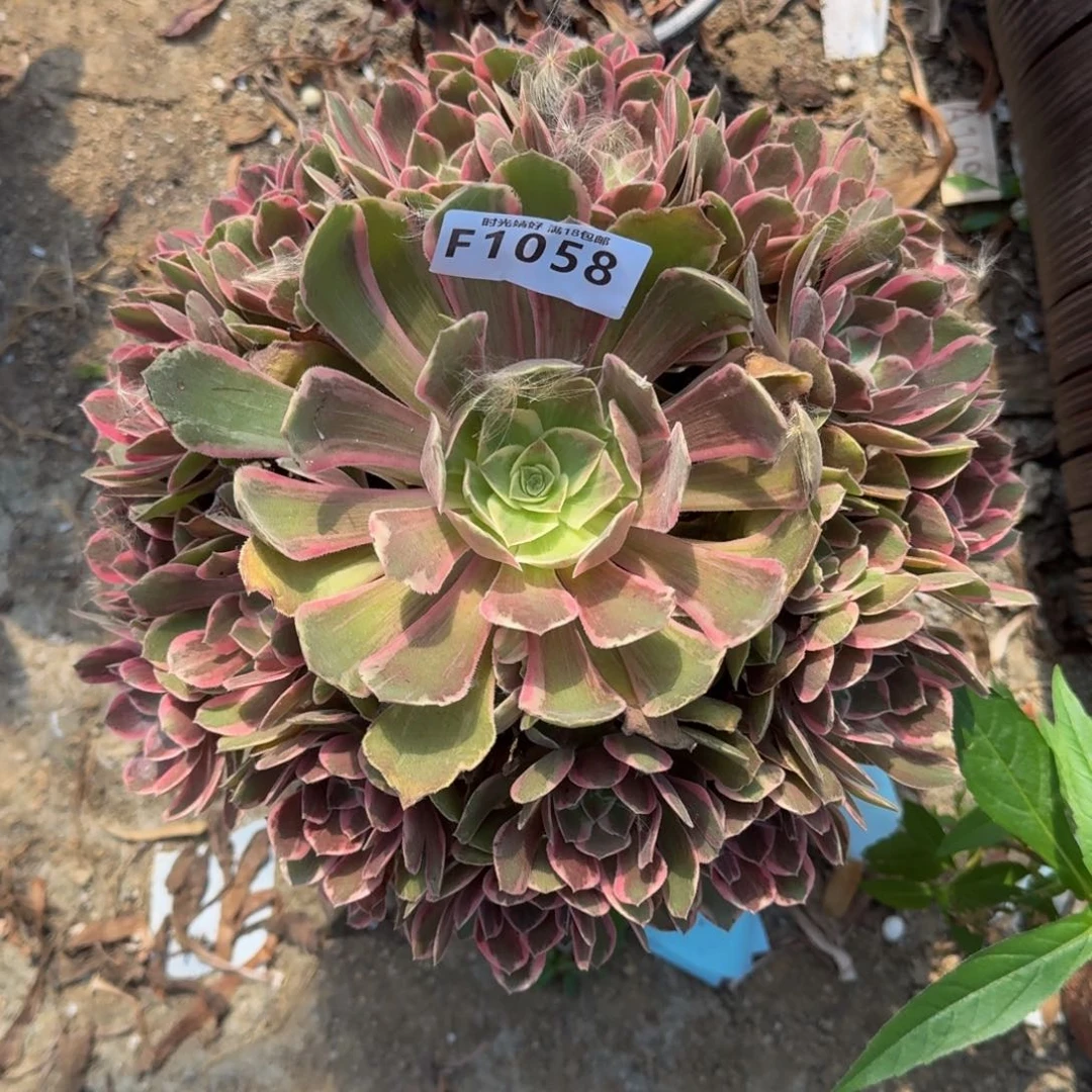 1058浣纱多肉植物