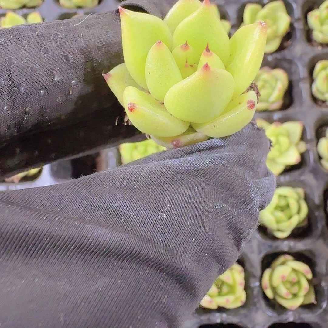 精品蓝龙两颗一组