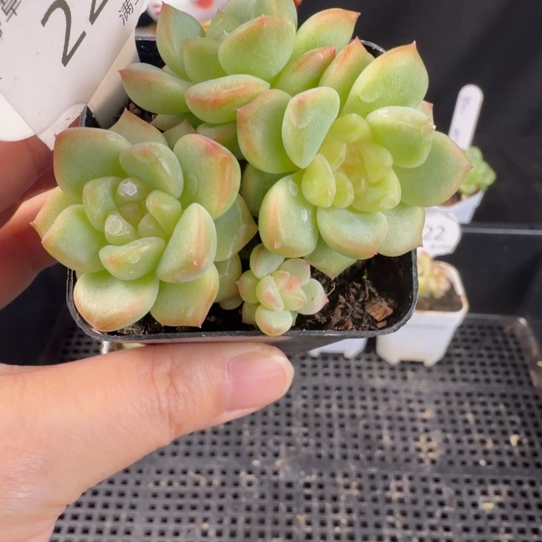 珍妮四头群224号一颗