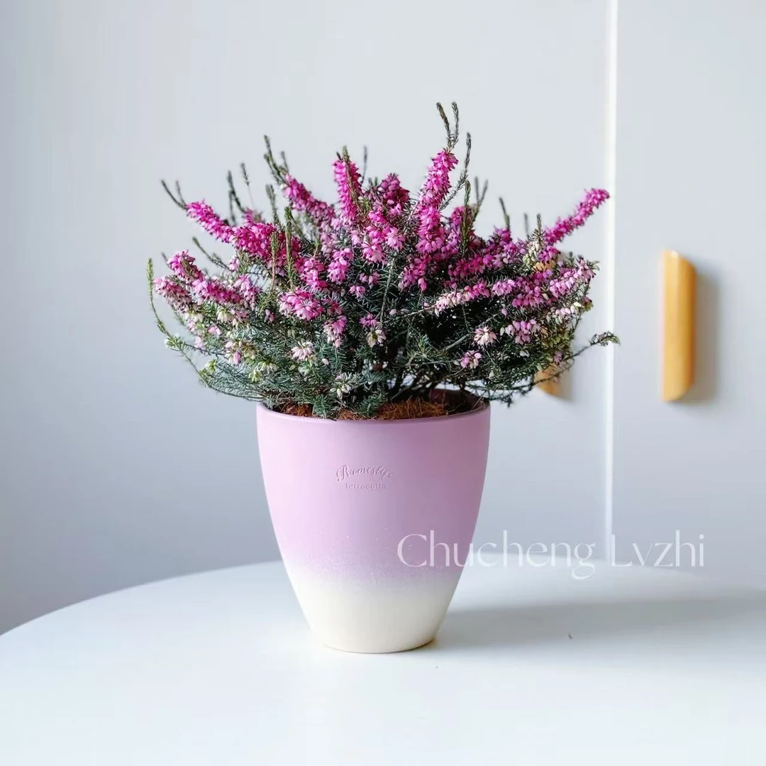 欧石楠盆栽阳台耐寒绿植盆栽户外室内花卉冬季开花好养季节自然