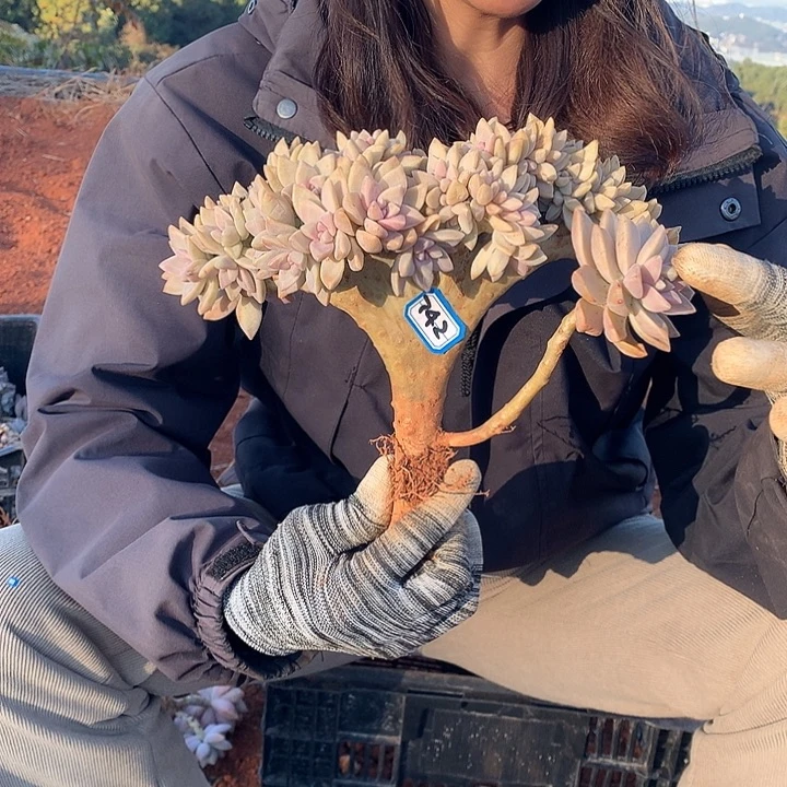 742 淡雪缀 一物一拍