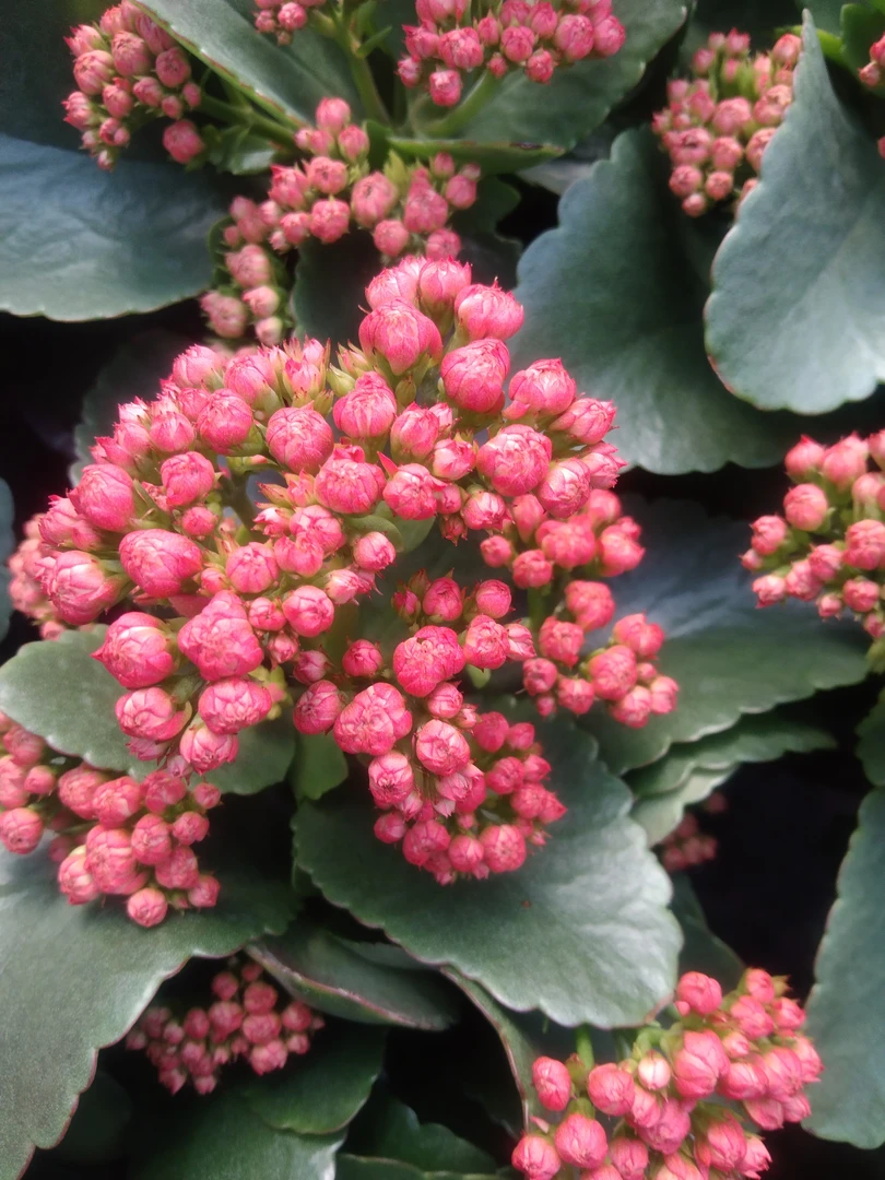 精品长寿 《红豆》130盆