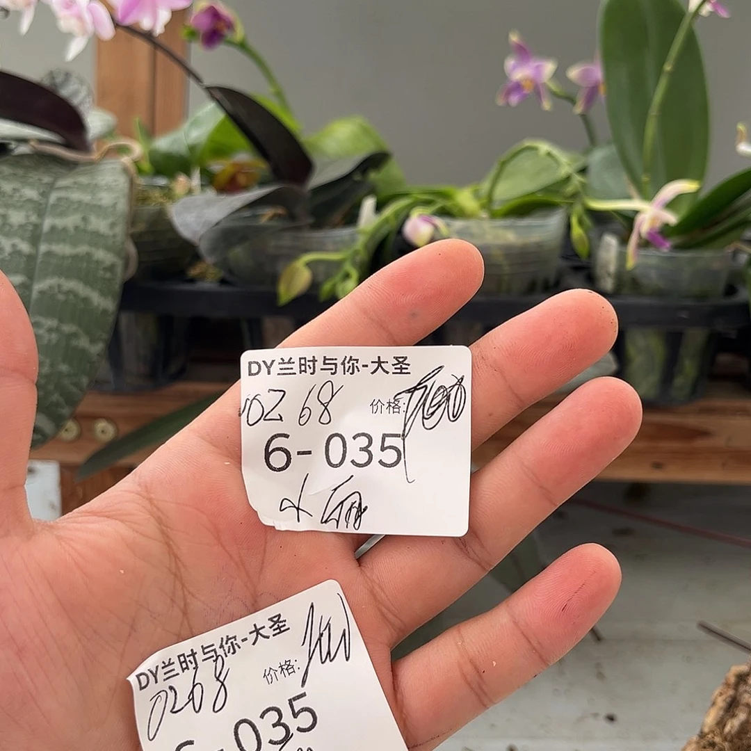 δ*丽姐姐的专拍花花