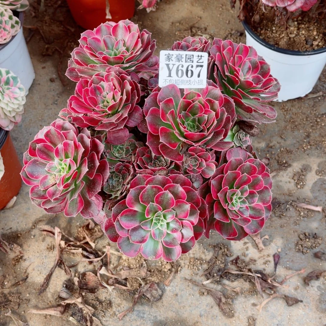 安娜冠幅22左右667