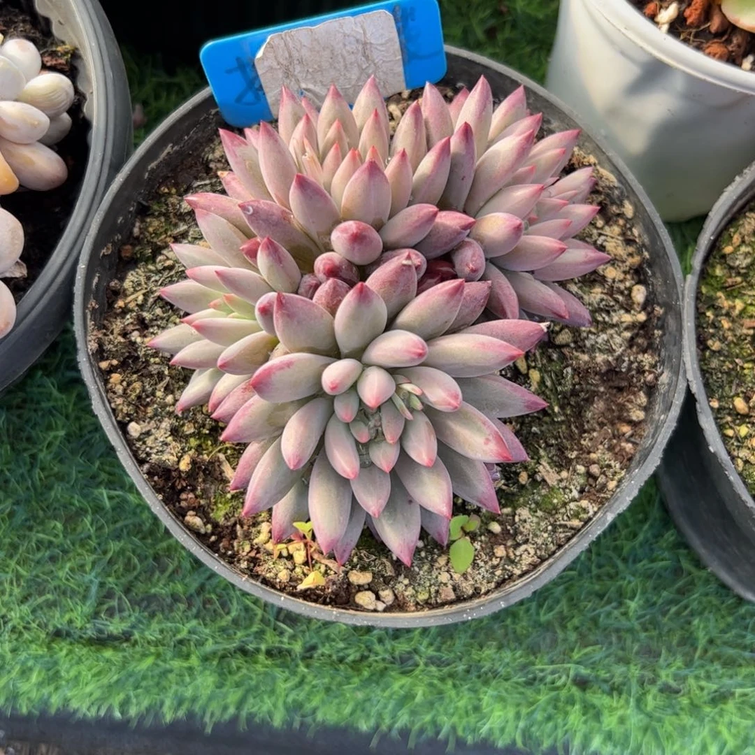 虞美人多肉植物保护研究所