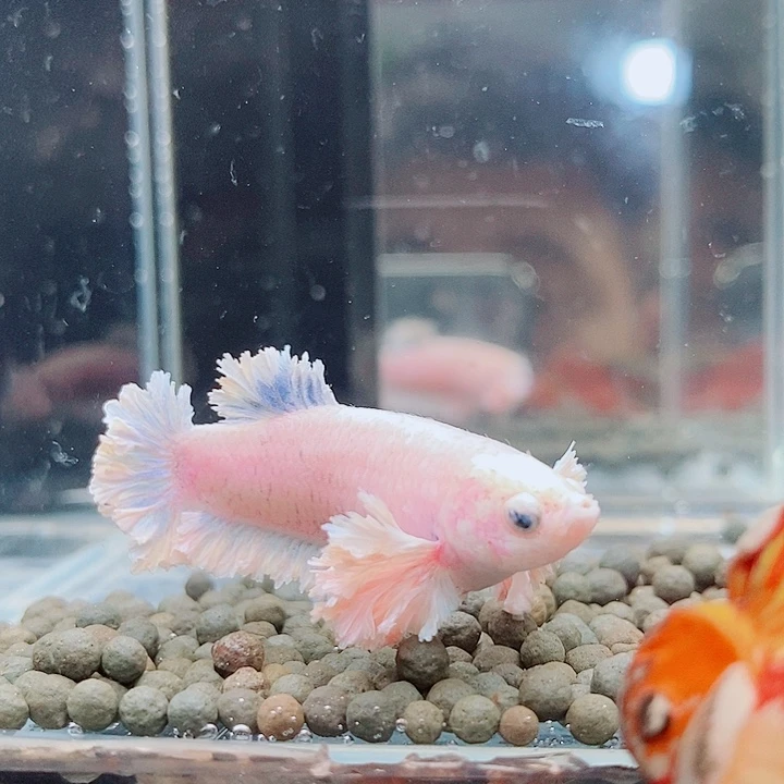 斗鱼黑311号绣球母