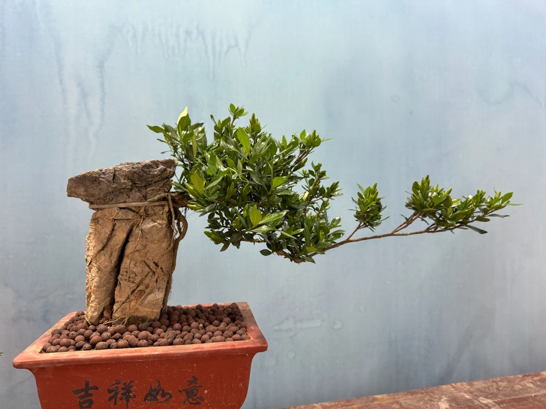 福建附石栀子花罗汉松新奇植物盆栽食人花