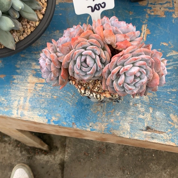 橙子朵朵缀老庄发货