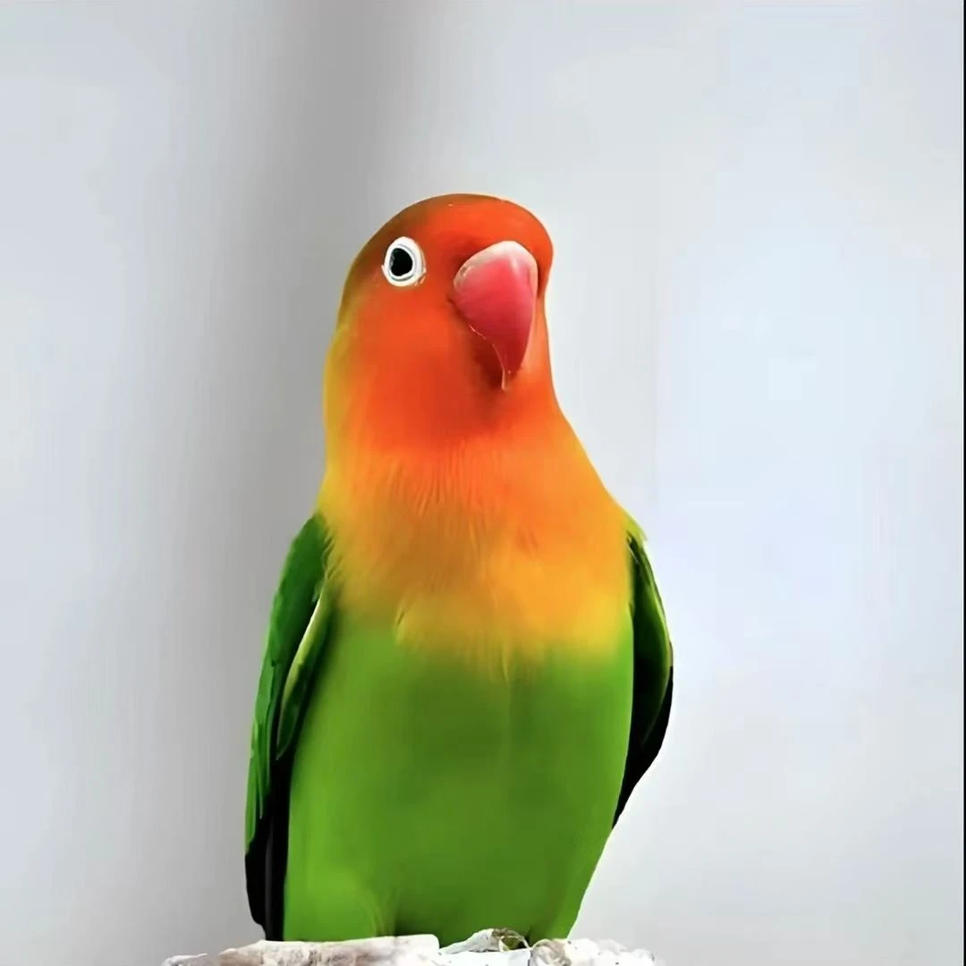 次品牡丹鹦鹉活体鹦鹉可学说话