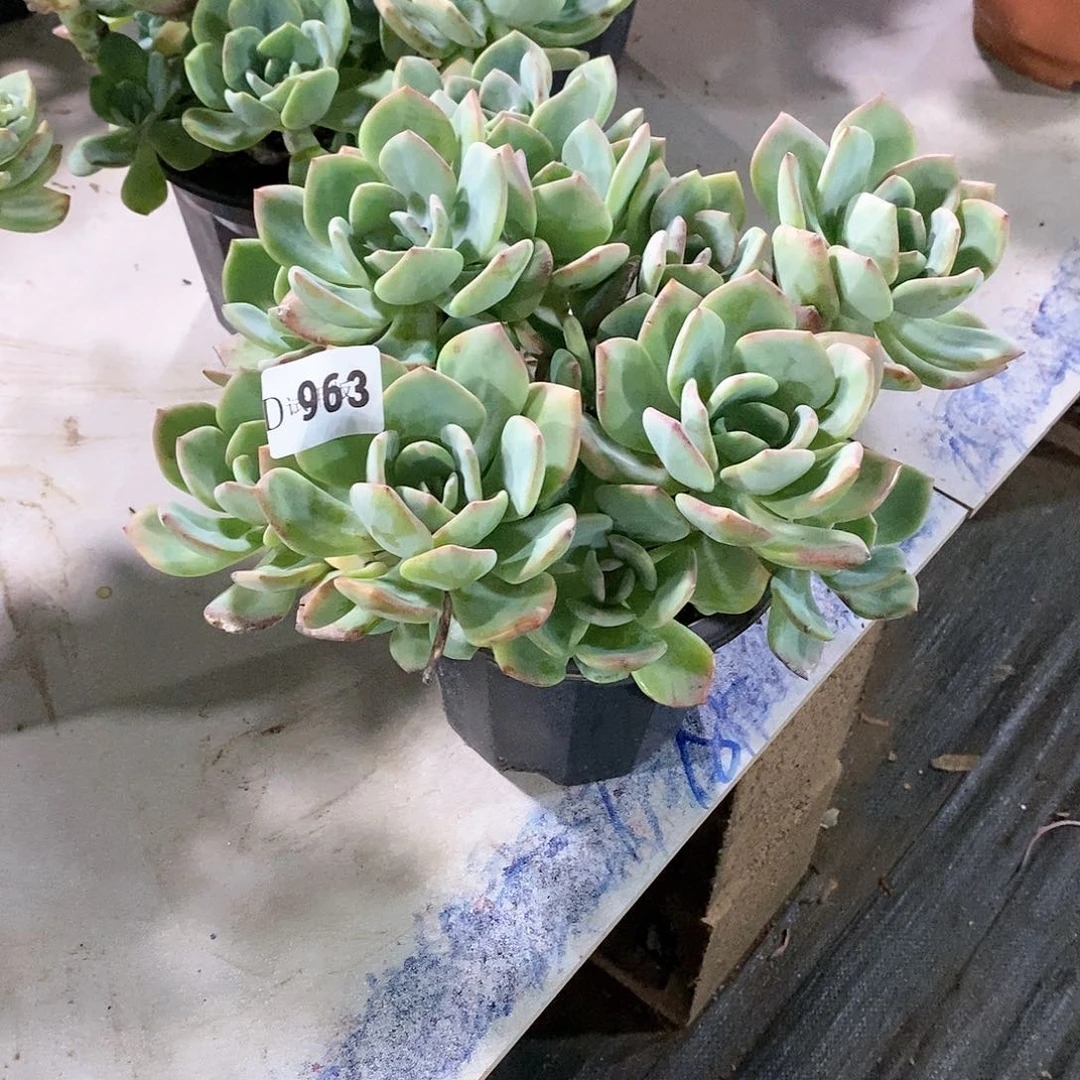 沙**淼963白月光多肉植物