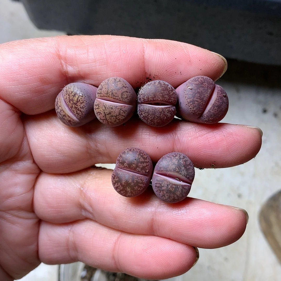 W437多肉植物保护