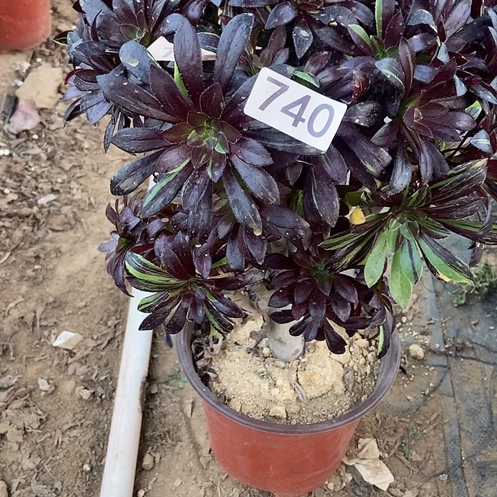 水墨丹青母本朵朵740多肉不包断