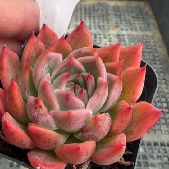 57安吉拉一物一拍多肉