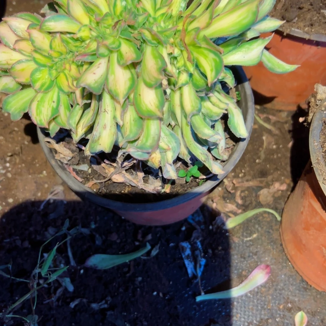 236 号多肉植物福利