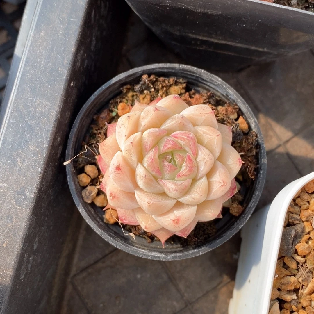 精品多肉一物一柏不包整635