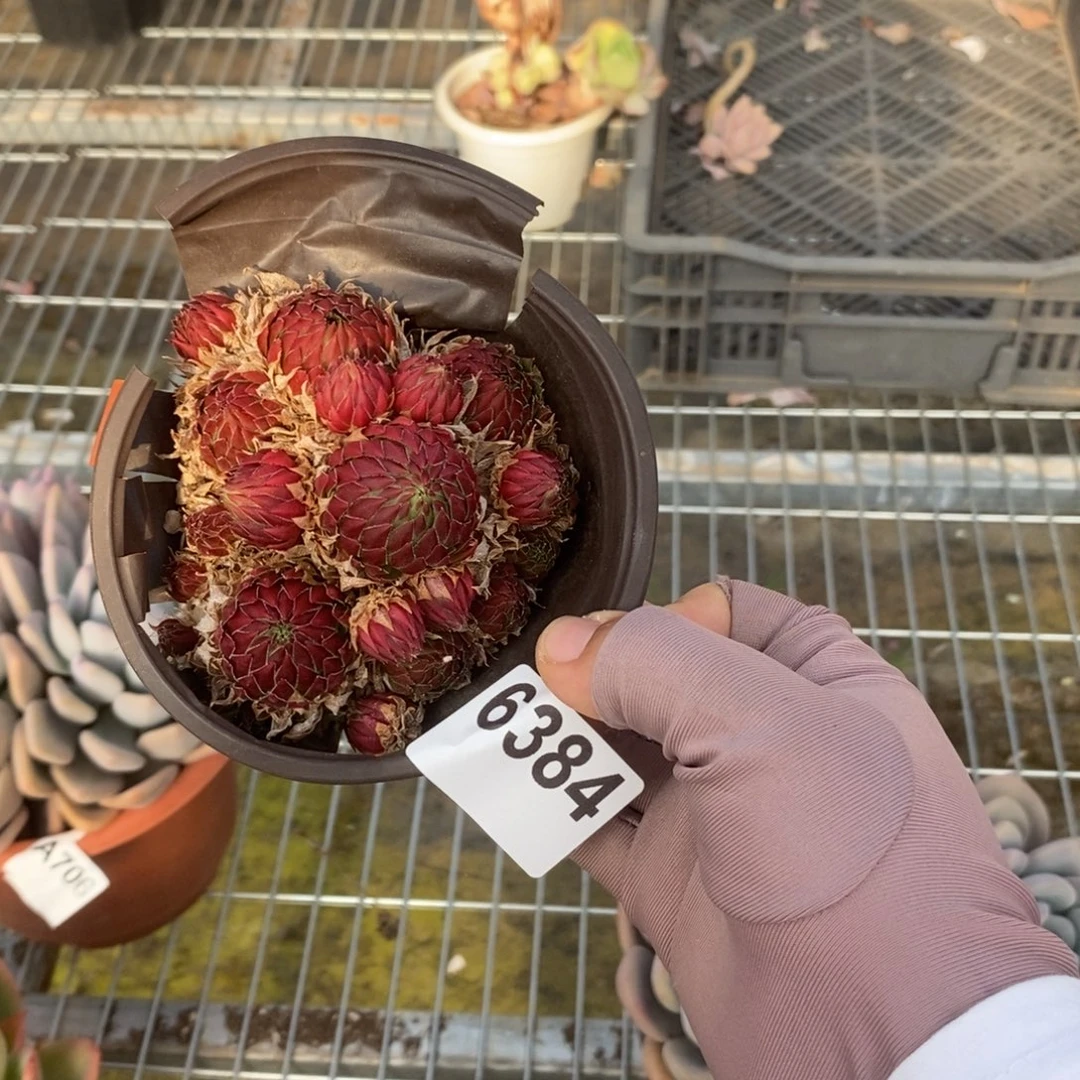 6384长生草一物一拍