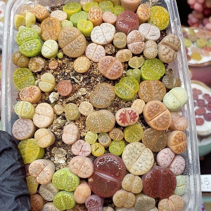 生石花满18包邮14-73