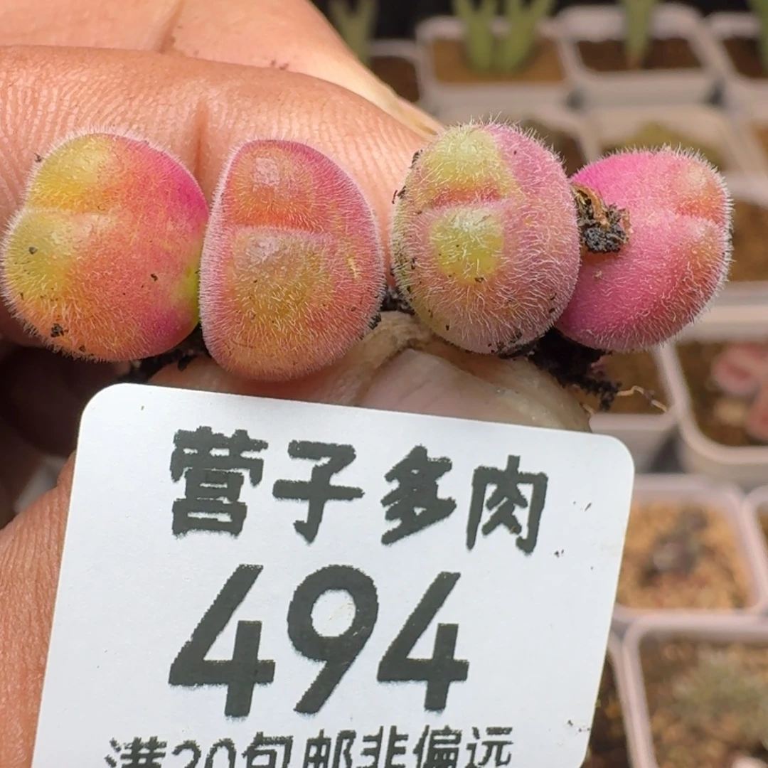长毛两颗双头。
