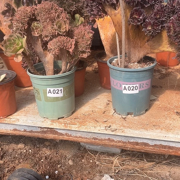 多肉法师柠檬缀化A021欧紫缀化A020两棵45-2