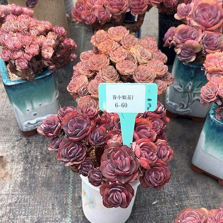 6.60秀妍一个脱土