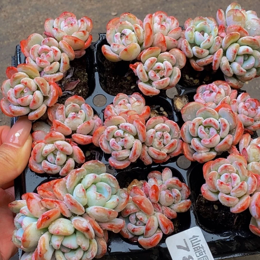 785多肉植物保护研究所所长助理