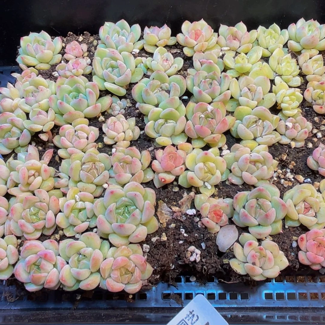 737多肉葡萄的价格是