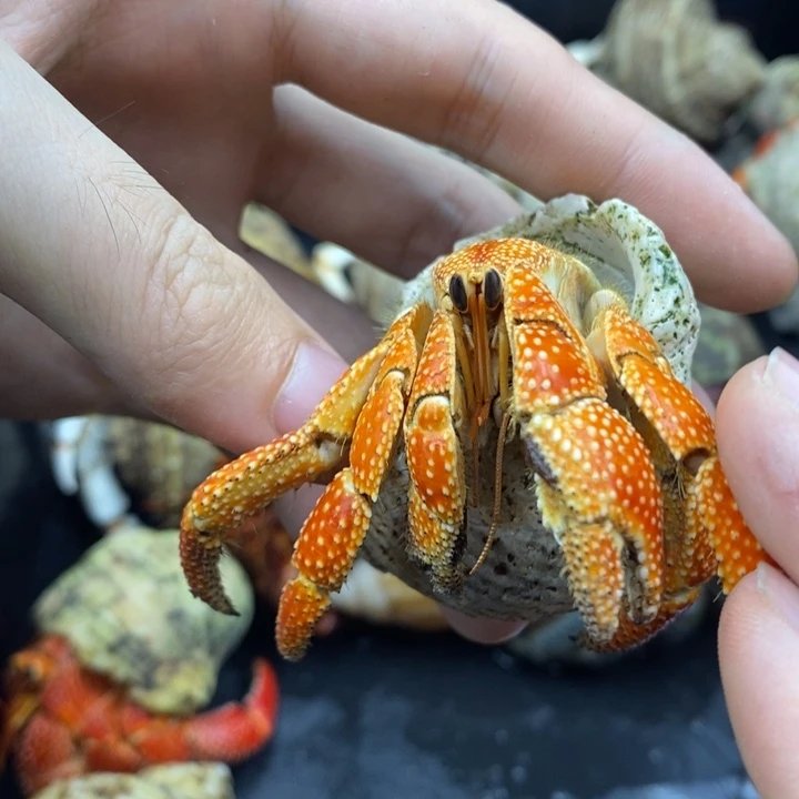 3.0口橘色系斐济草莓