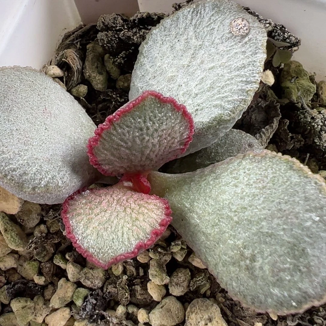 w圣姬磨砂蛋有干疤特价