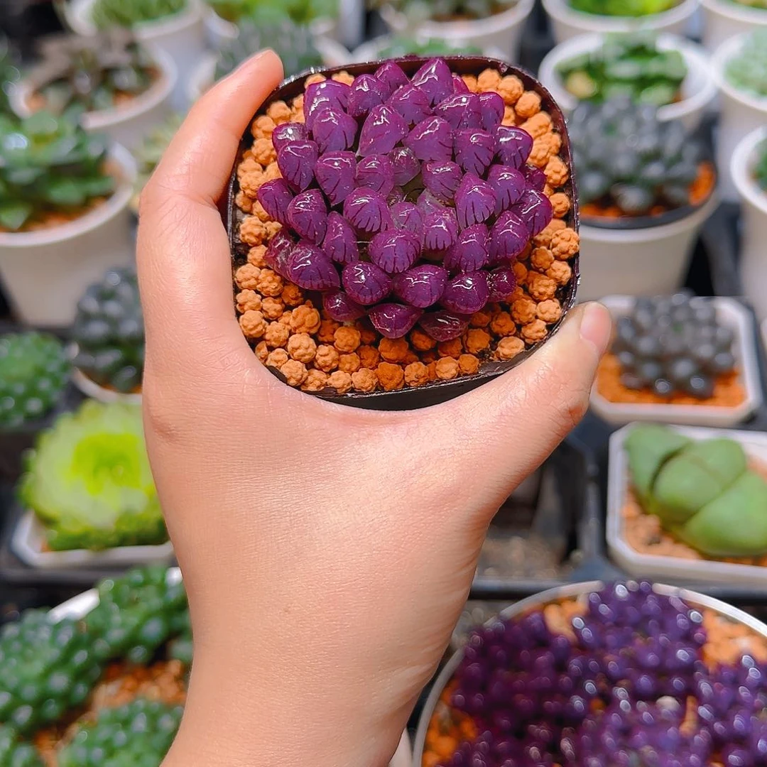 紫宝石冰灯玉露，原盆