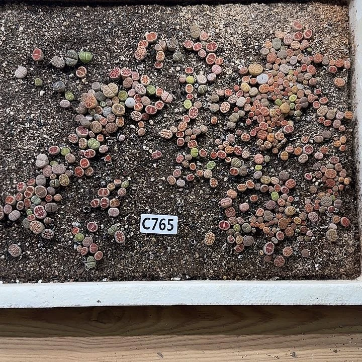 C765 生石花整箱脱土发货