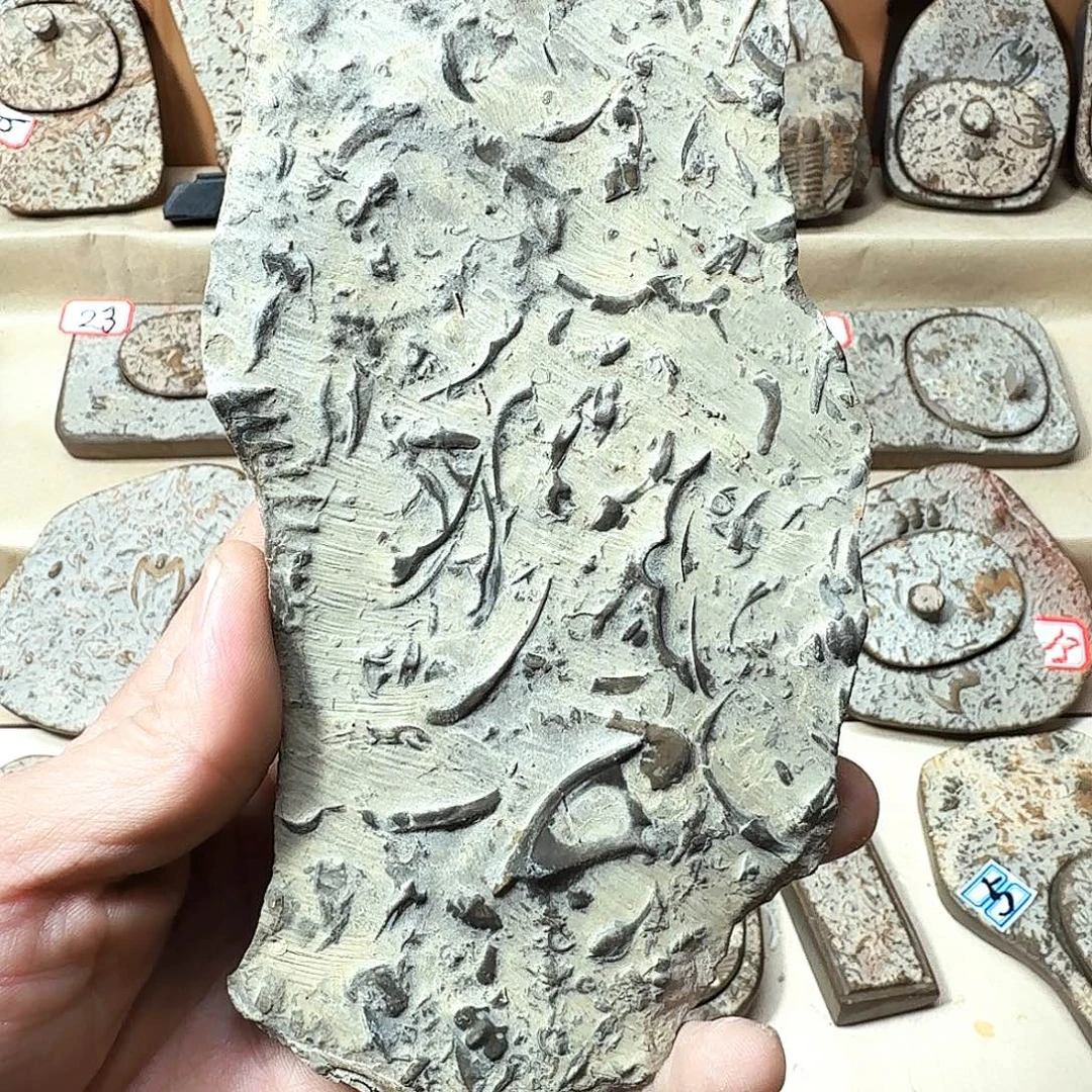 大叶紫檀（黑酸枝木类）三叶虫化石原始小块