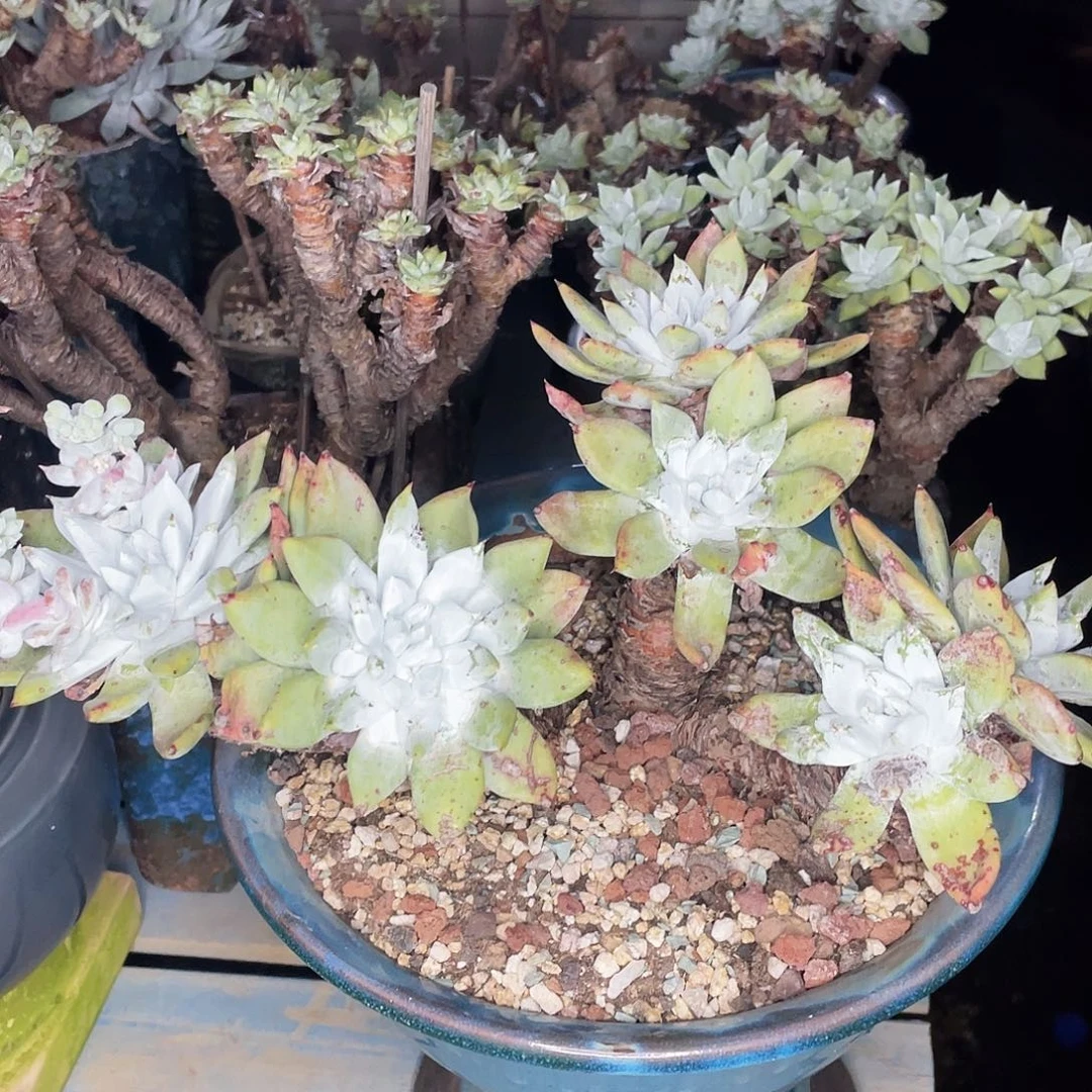 帕翠沙多头老桩群生