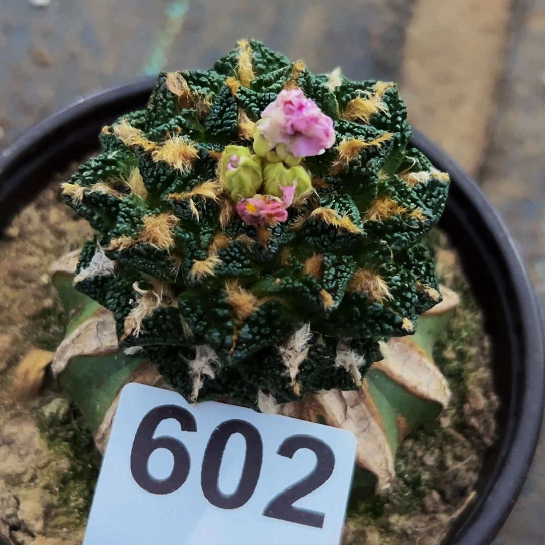 无花朵福利颗粒辛顿牡丹602