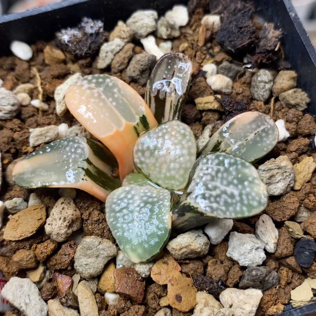 259点点寿锦一物一拍