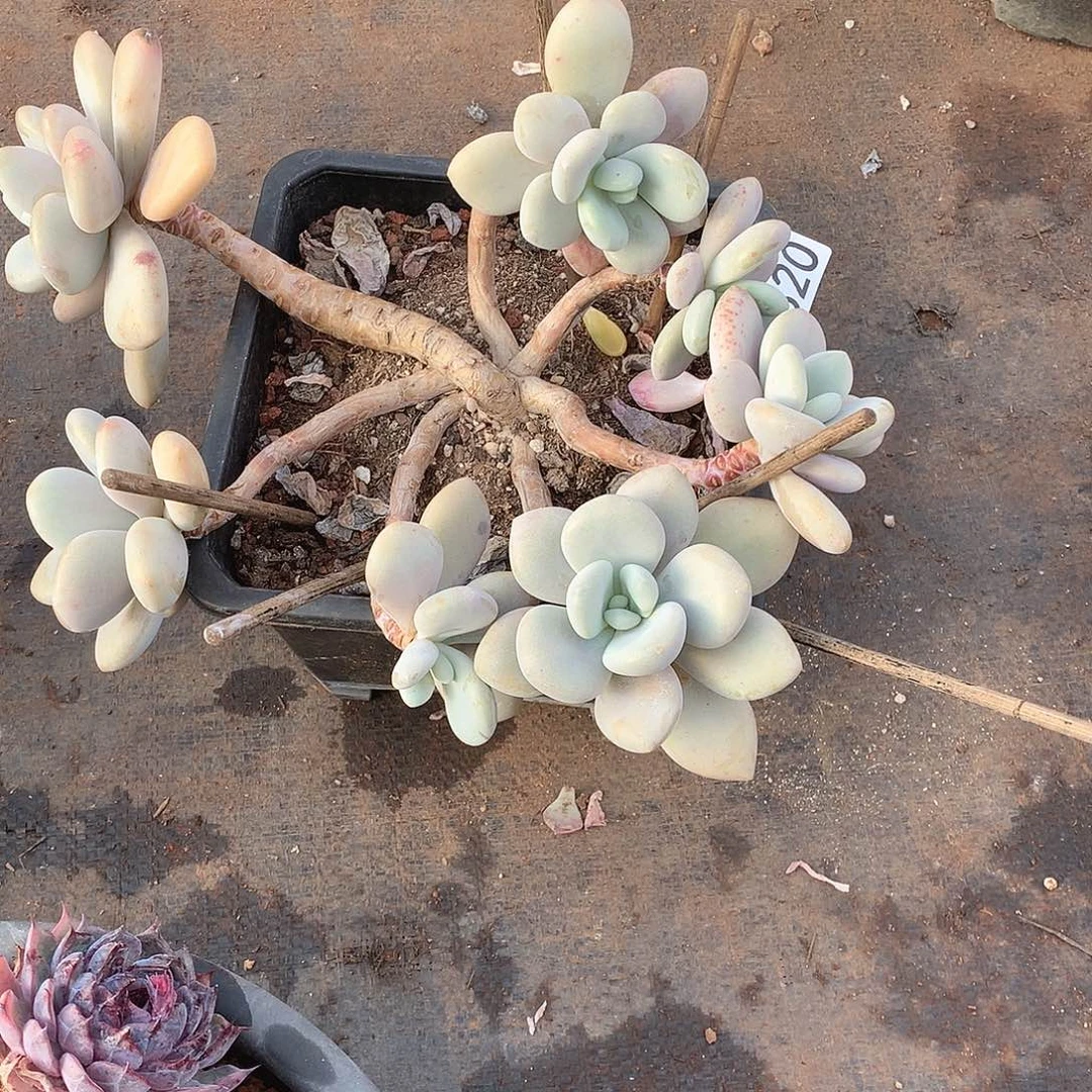 320拉拉奶 一物一拍多肉