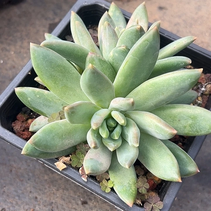 美人大群一物一拍