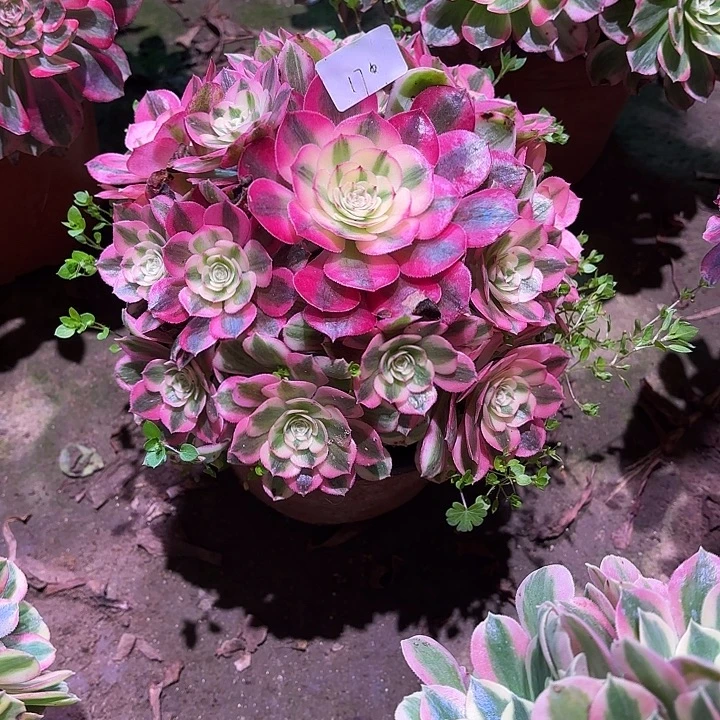 多肉植物倾城00170