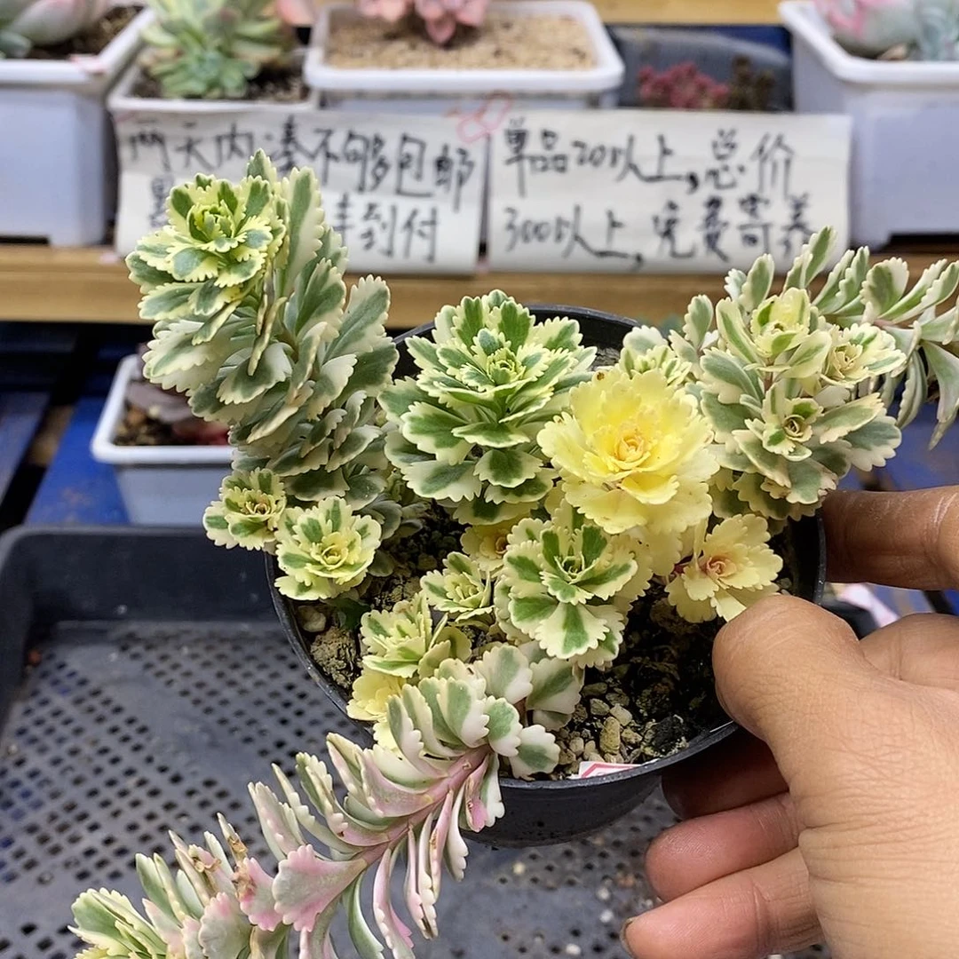 14176 亚特兰蒂斯