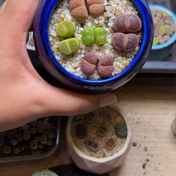 安***然多肉植物的生长18