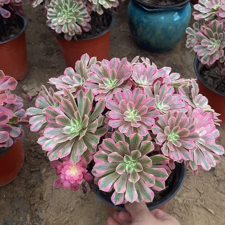 红铜白脱土裸根发货