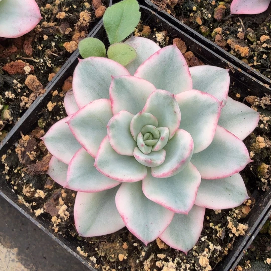 奶油黄桃锦，多肉植物