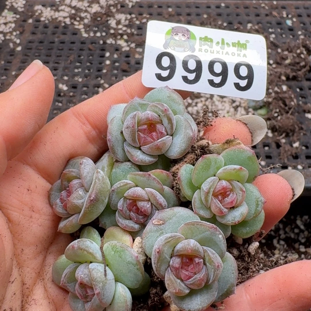 多肉植物多肉植物