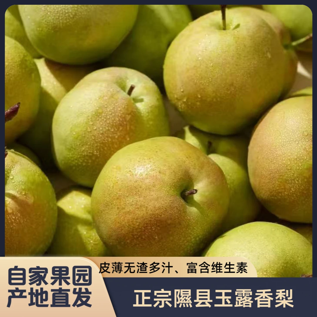 山西隰县正宗玉露香梨【顺丰包邮】净重9-10斤新鲜香甜多汁产地直发