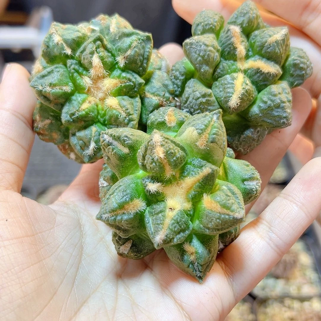 萝卜根龟甲连山5公分1颗