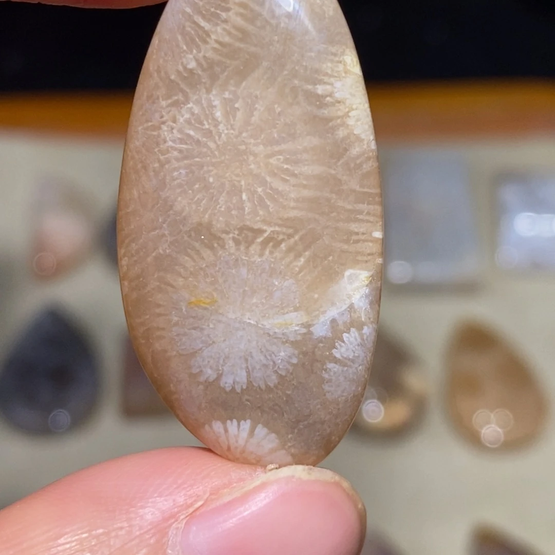 【闪购商品】硅化玉珊瑚玉 未镶嵌