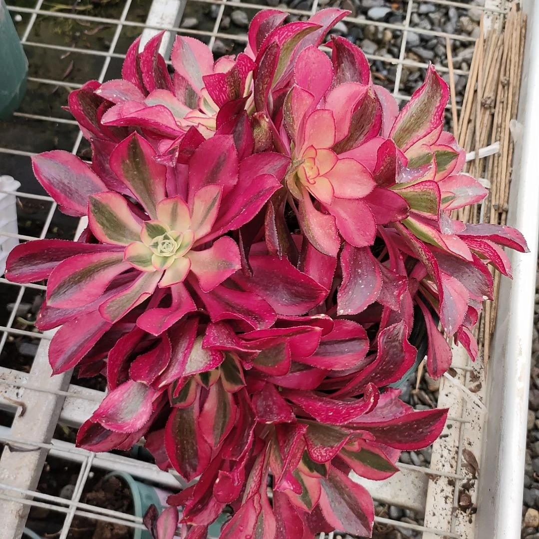 紫*多肉法师锦魅影法师