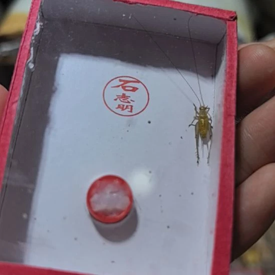 蟋蟀石志明大黄蛉中长一条