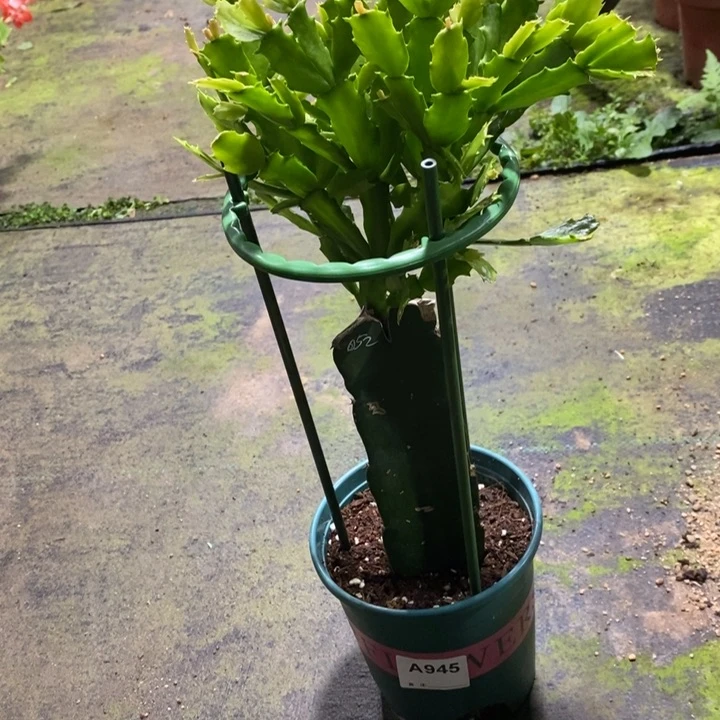 当前无花栽培后可以开花君****明945嫁接052