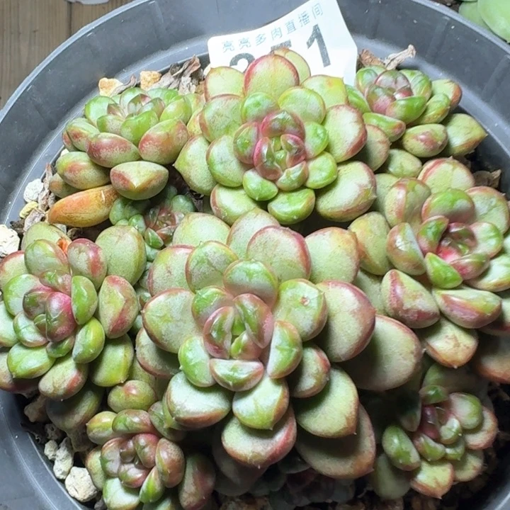 葡萄老桩            多肉植物