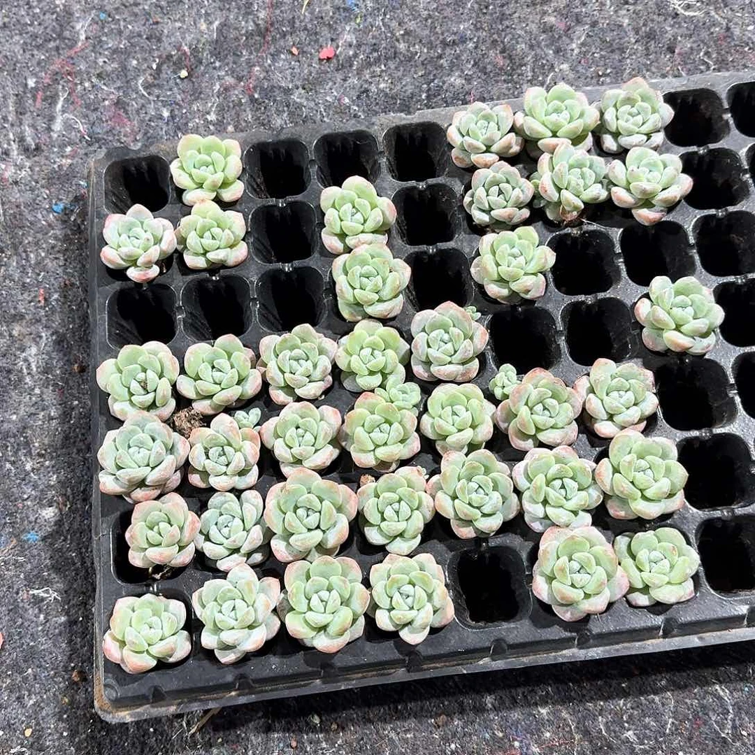 嘿嘿28颗一物一拍专拍